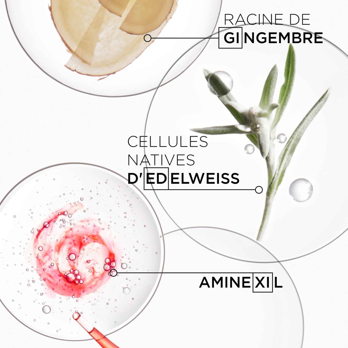 Genesis Fondant Renforçateur